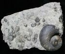 Gastropod & Brachiopod Fossils - Silurian #5772-1